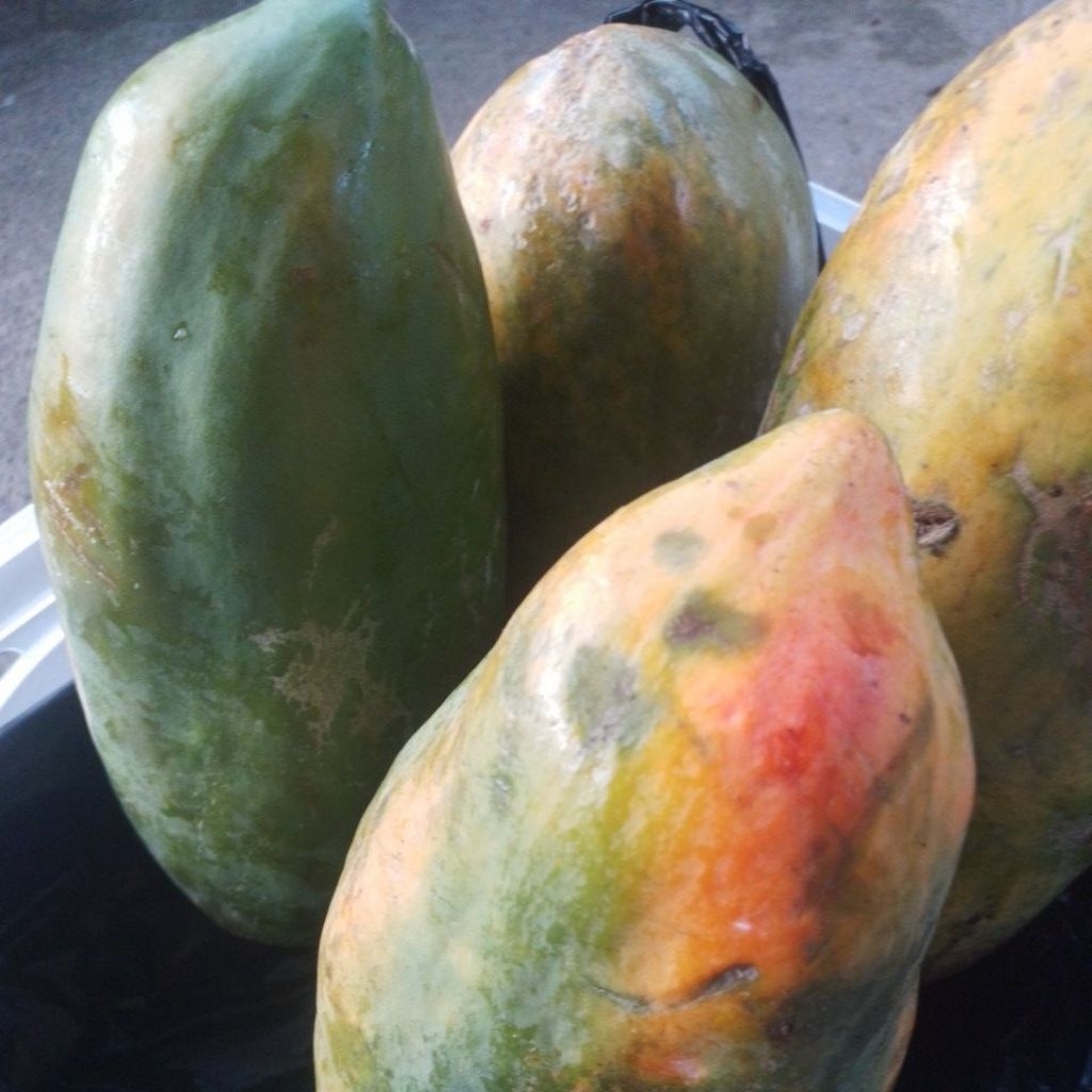 PROMO pepaya THAILAND / JINGGA MANIS 1kg