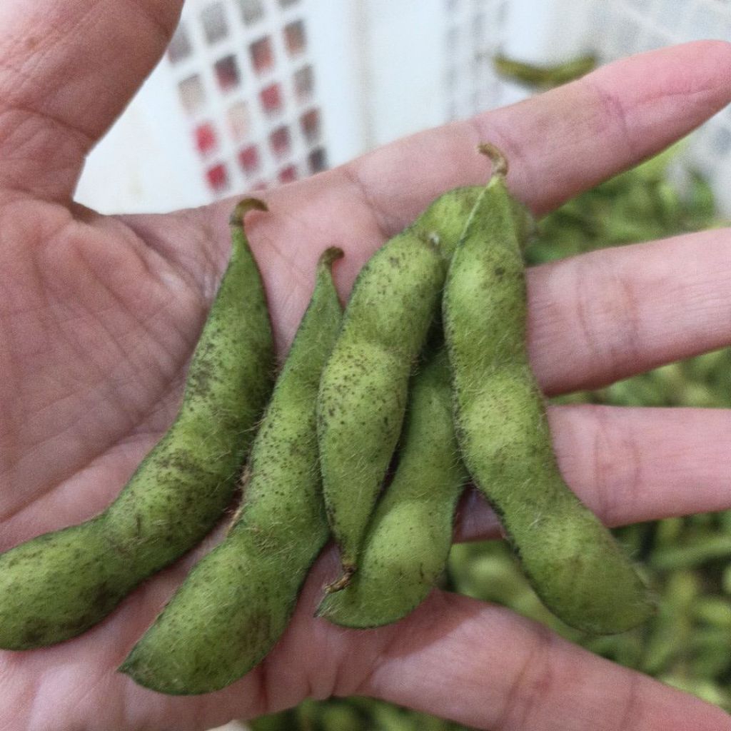 Edamame kacang kedelai 1kg