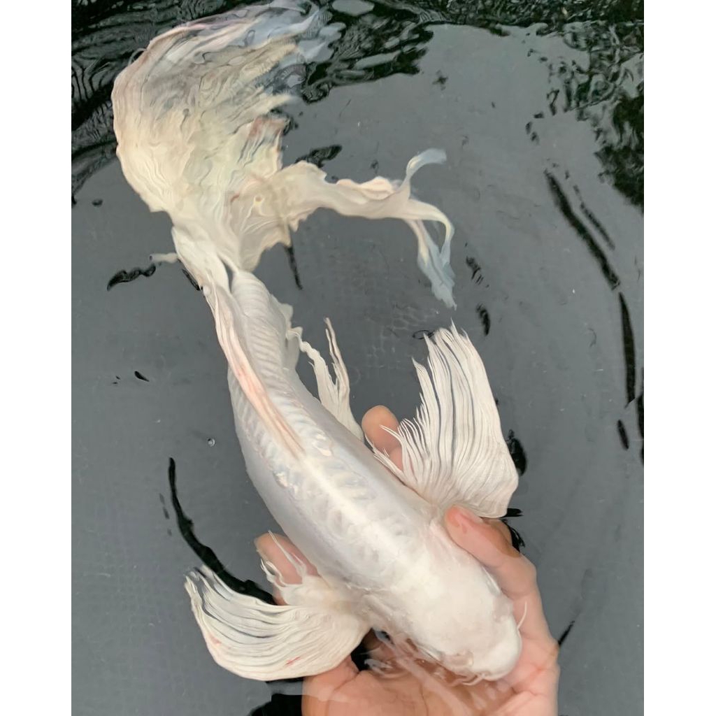 koi platinum slayer kumpay ekor panjang perhiasan aquarium size 9 - 14 cm