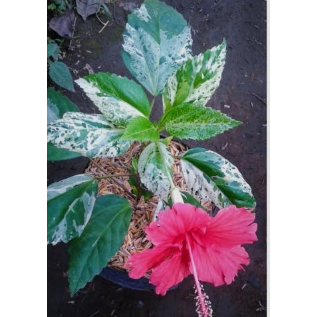 bunga sepatu varigata