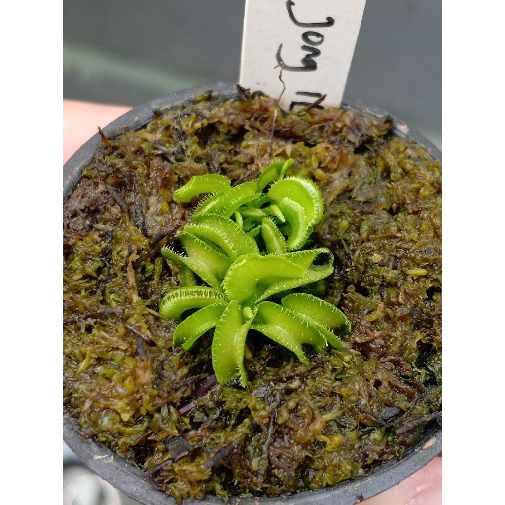 Venus Flytrap - Kim Jong IL