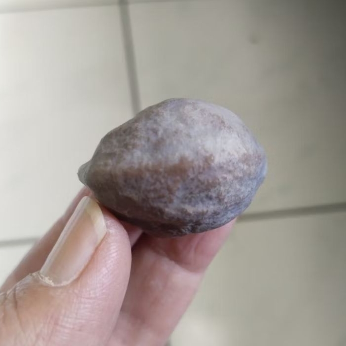 Kemiri Adu Muncang Adu Nyonyo ZT Ori Tua Jatuhan