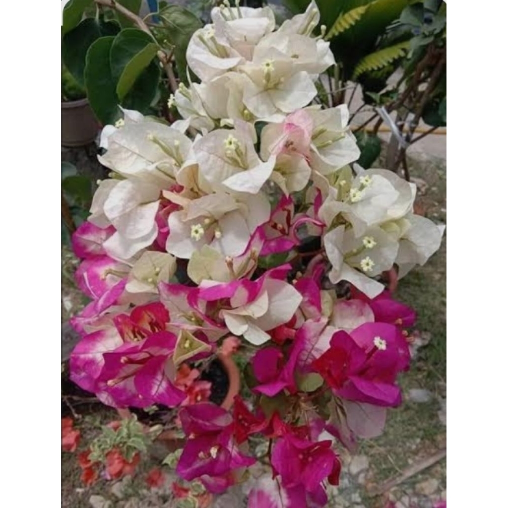 Bugenvil citra monduring