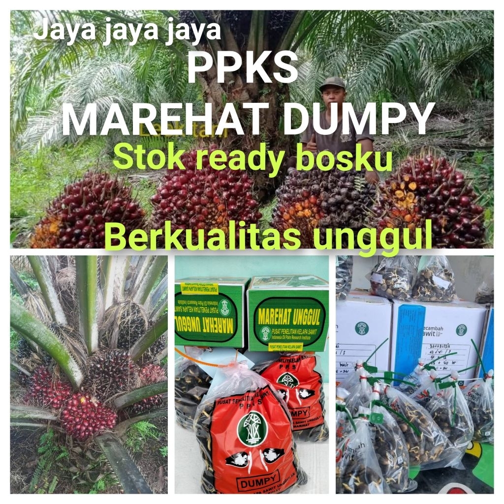Bibit Benih Kecambah Sawit PPKS MAREHAT DUMPY (250 butir)