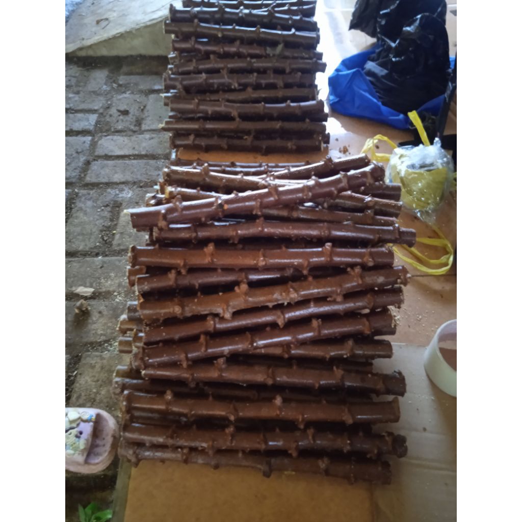 bibit singkong mentega super 12 batang dan panjang 25 cm