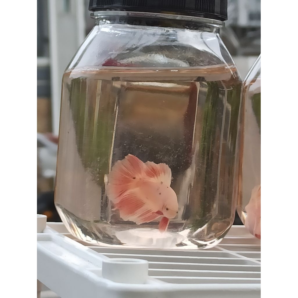 Cupang Halfmoon Pink