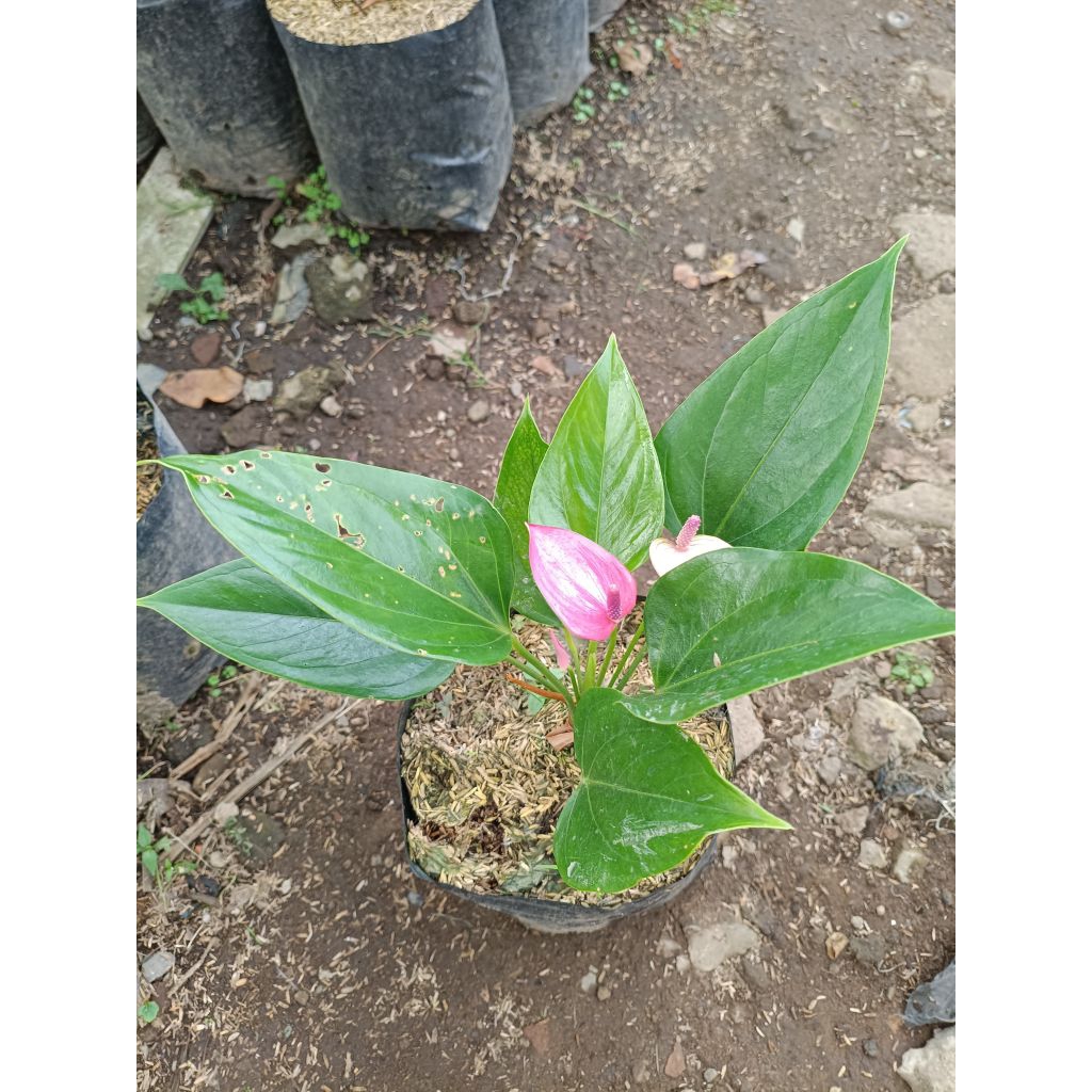 Anthurium mini bunga ungu tanamn hias anthurium