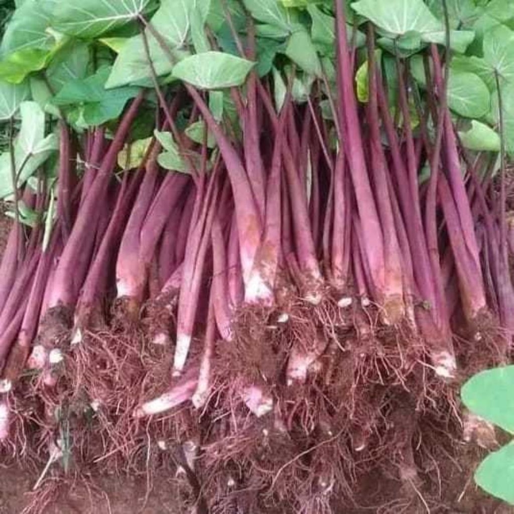 bibit talas pratama 3/talas ungu bogor, fresh