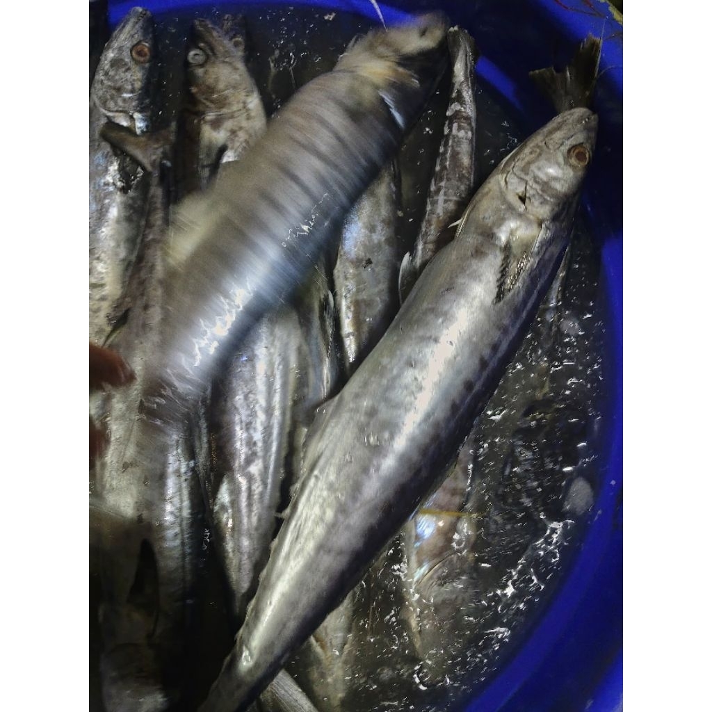 IKAN TENGGIRI UTUH/EKORAN