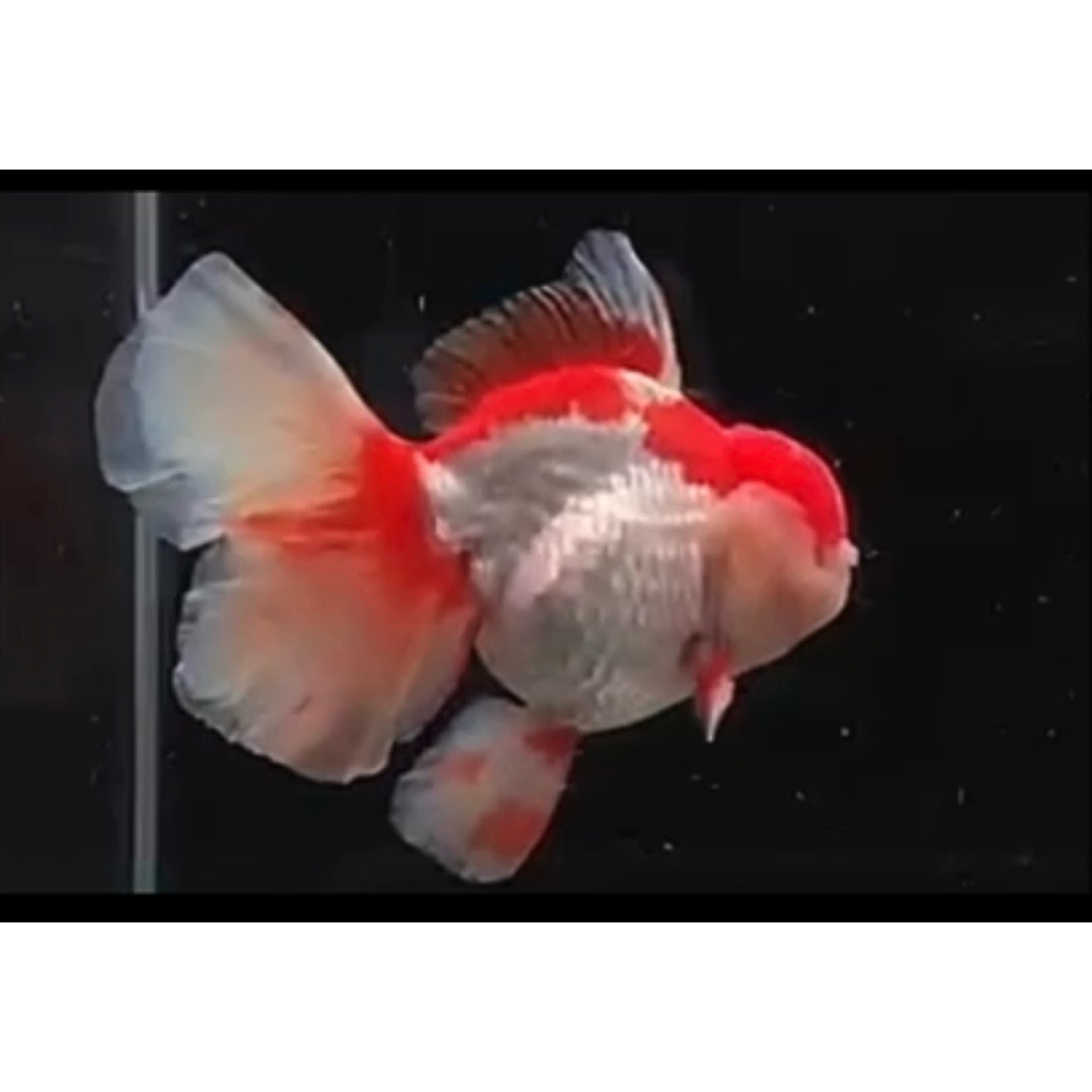 ikan mas koki oranda long tail 17cm