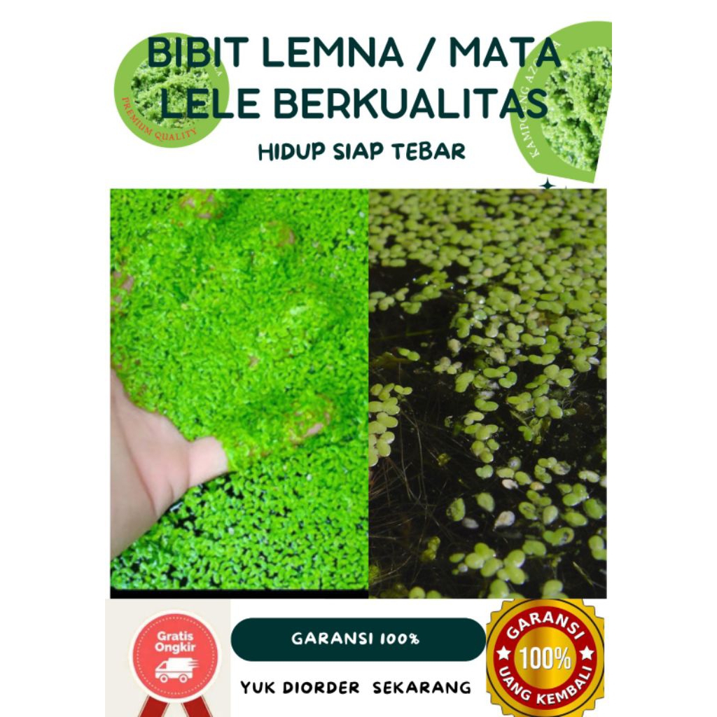 Bibit Lemna Hijau Segar (Mata Lele) – Pakan Alami Ikan & Penjernih Air Kolam