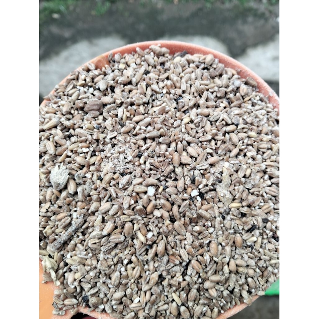 Menir gandum spek pakan ternak