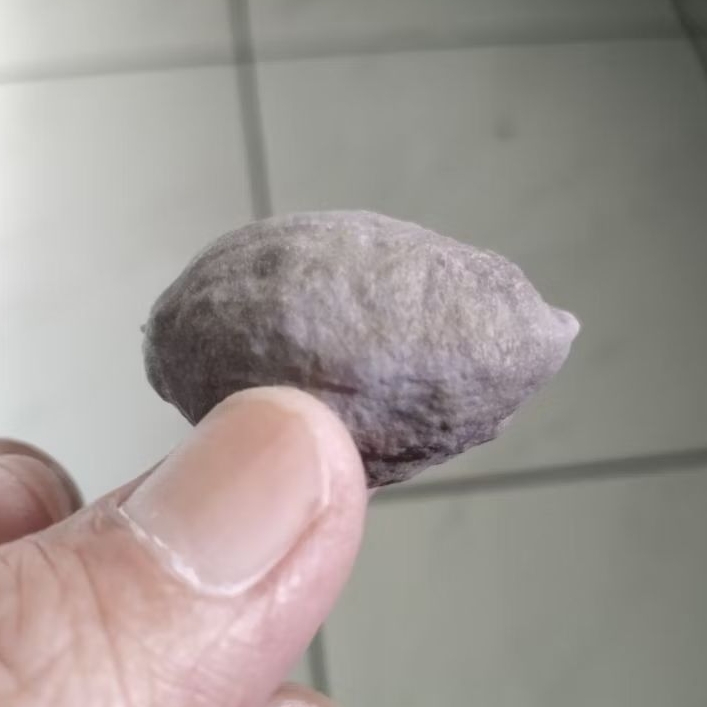 Kemiri Adu Muncang Adu Pedang ZT Ori Tua Jatuhan