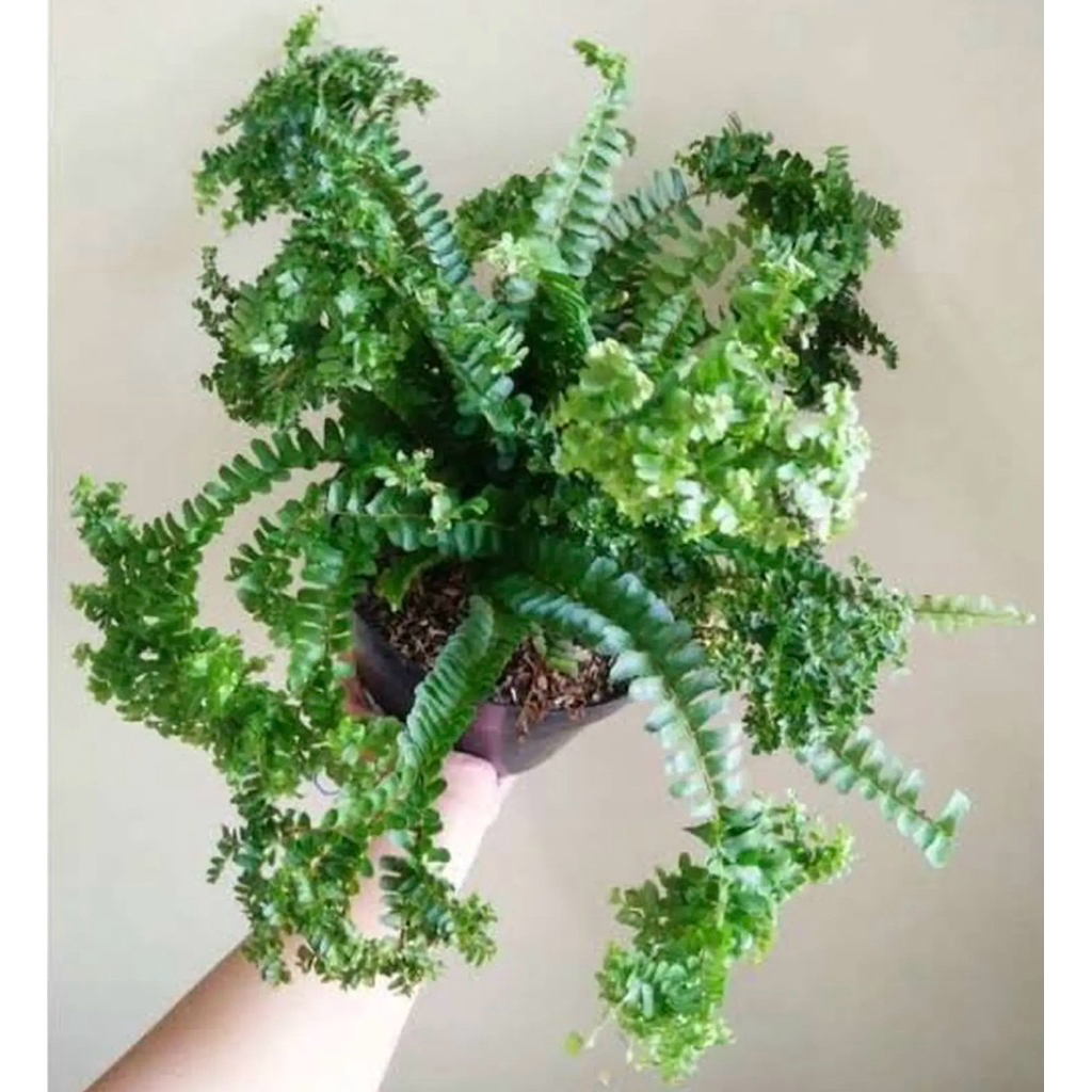 Tanaman hias pakis keriting
