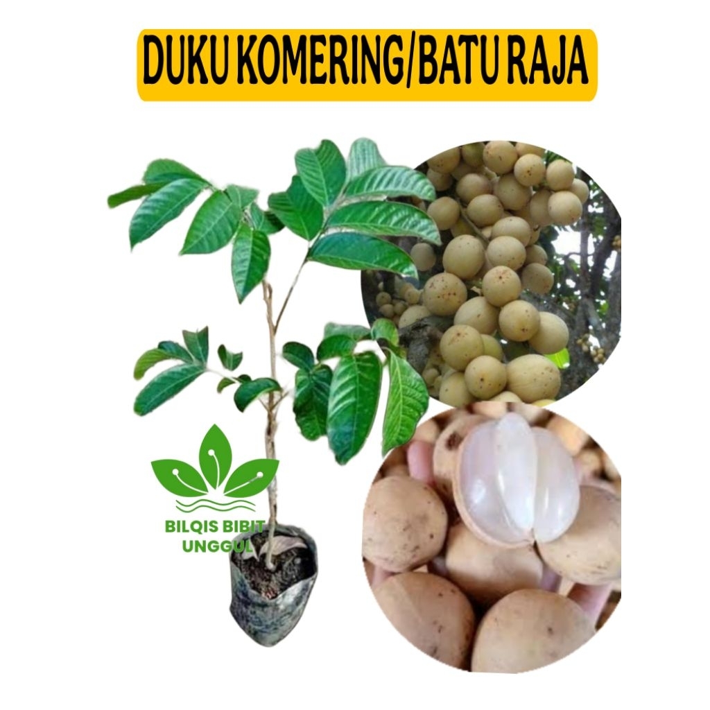 BIBIT BUAH DUKU BATU RAJA ATAU KOMERING ATAU PALEMBANG