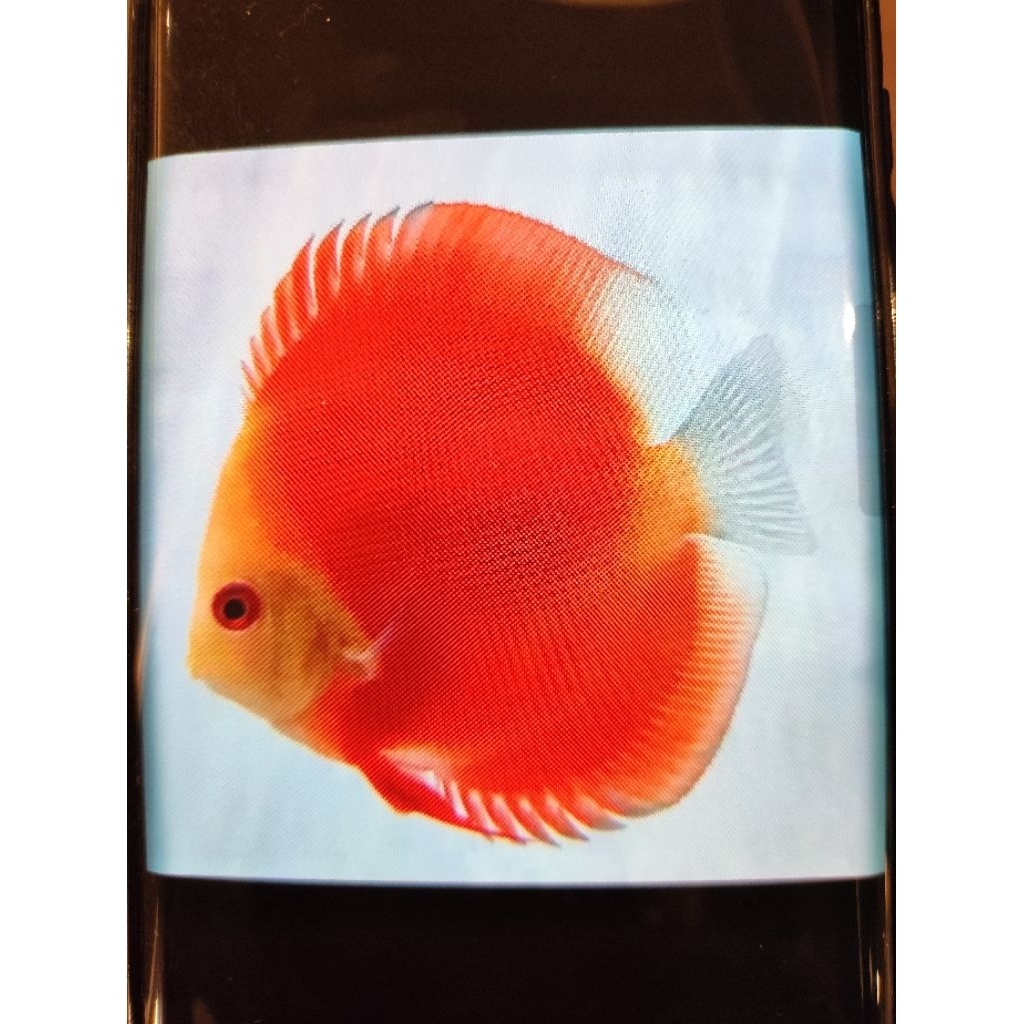 Ikan Hias Akuarium Discus Red Melon 3in Up