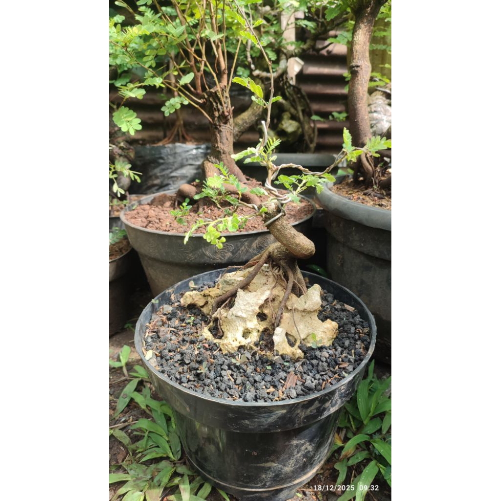 bonsai asem jawa on the rock