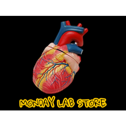 Alat Peraga Anatomi Jantung Manusia Terdiri 2 Bagian-Manekin Jantung