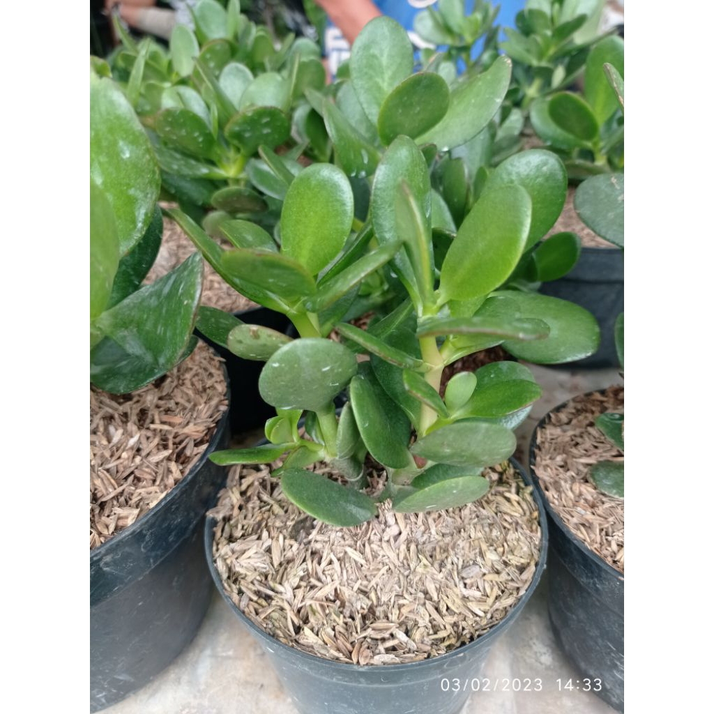 Tanaman Daun Giok JADE PLANT