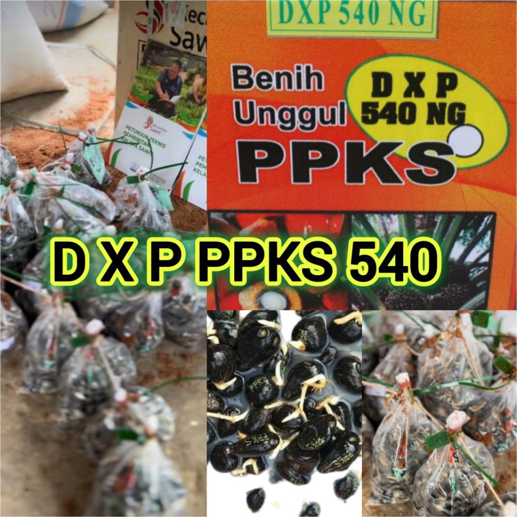bibit benih kecambah sawit dxp ppks540 unggul