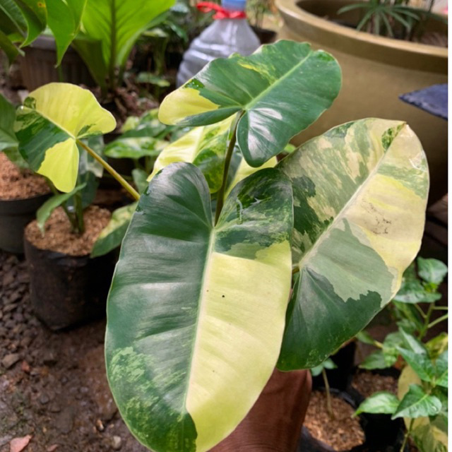 Brekele variegata Burlemaks / Burlemaks variegata