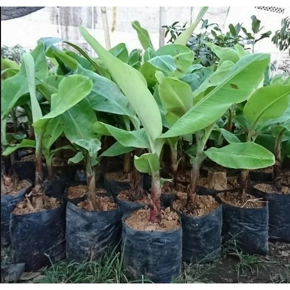 Bibit Pohon Pisang Lampung / Buah Pisang Lampung / Tanaman pisang lampung super