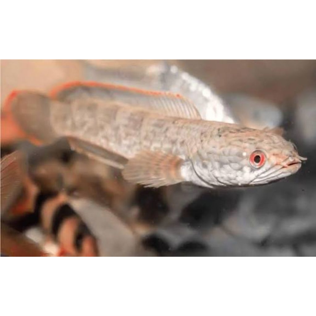 channa limbata sz 8-10 cm rim pedas