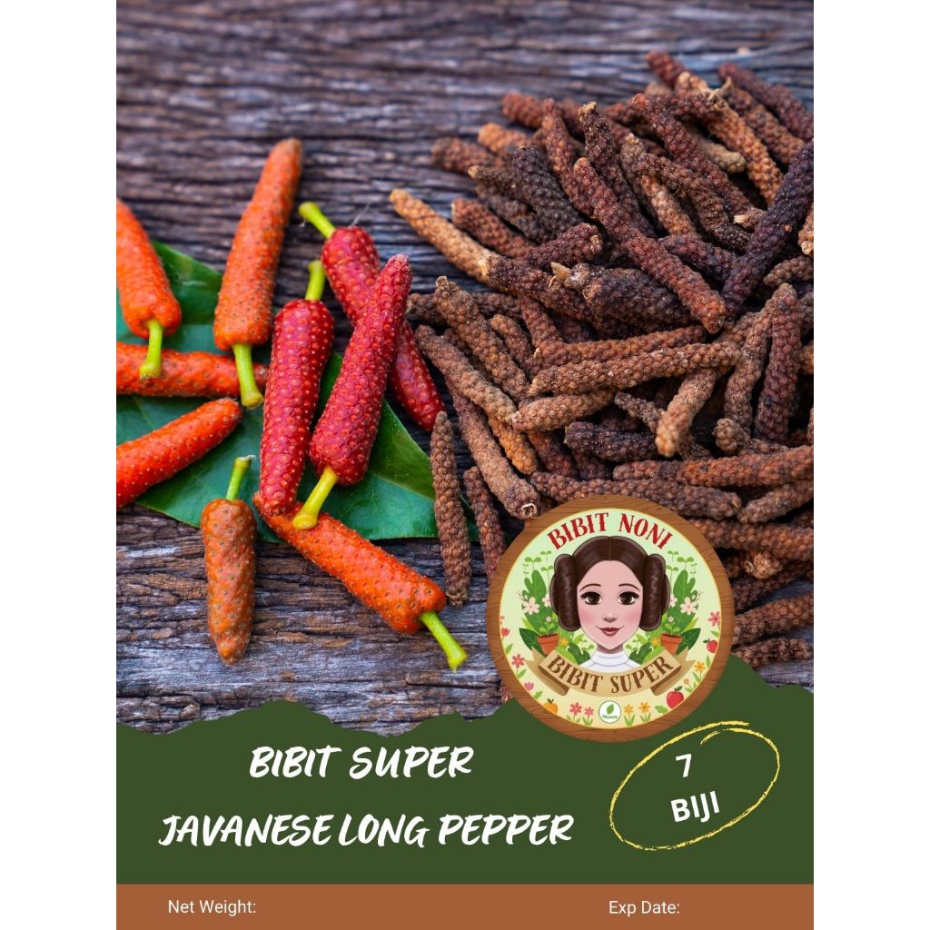 Bibit Super Javanese Long Pepper | Biji Benih Cabe Jawa