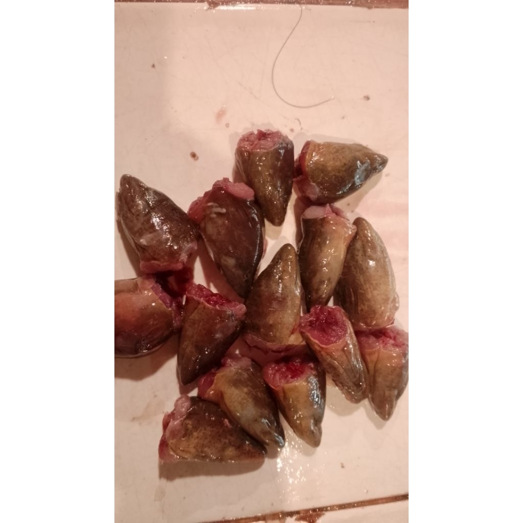 kepala belut untuk mancing