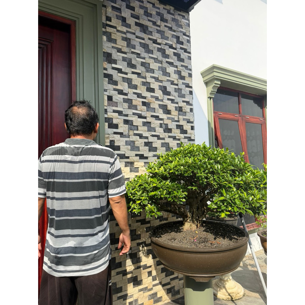 Bonsai Beringin Kimeng