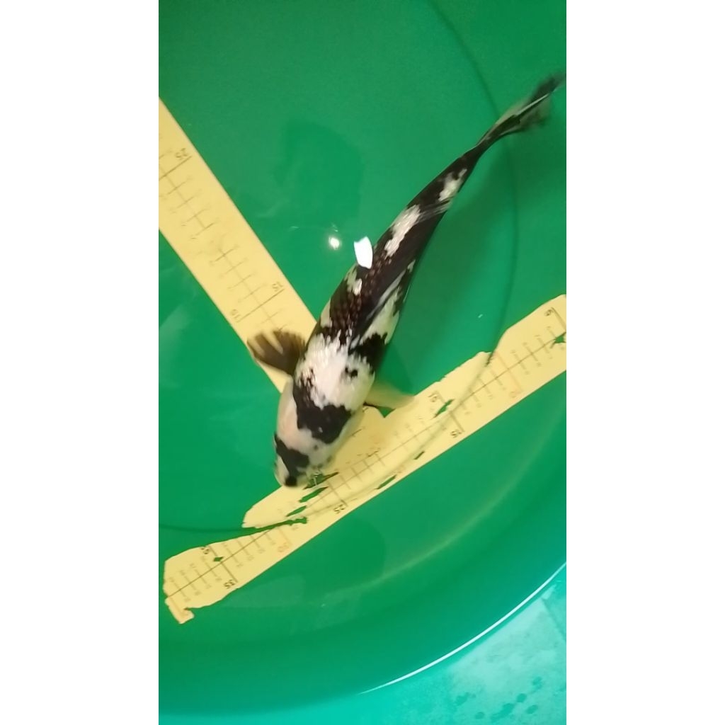 Ikan koi jenis Shiro Ginrin 35cm HQ
