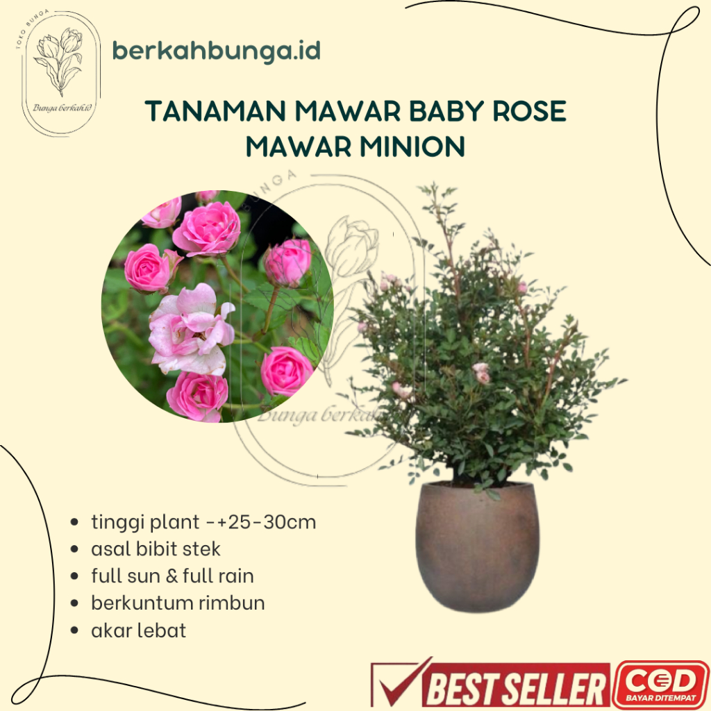 Tanaman Babyrose - mawar minion - mawar mini - Rimbun