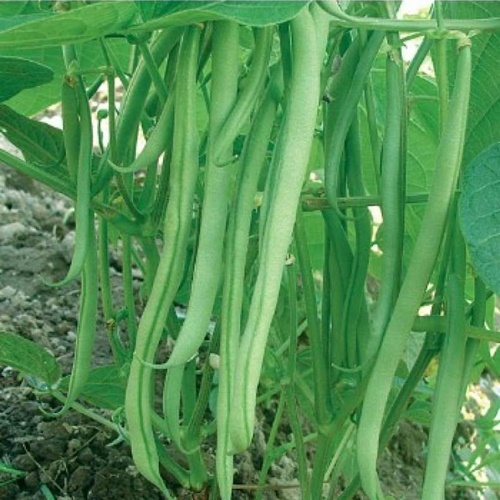 15 Benih Biji Buncis TALA