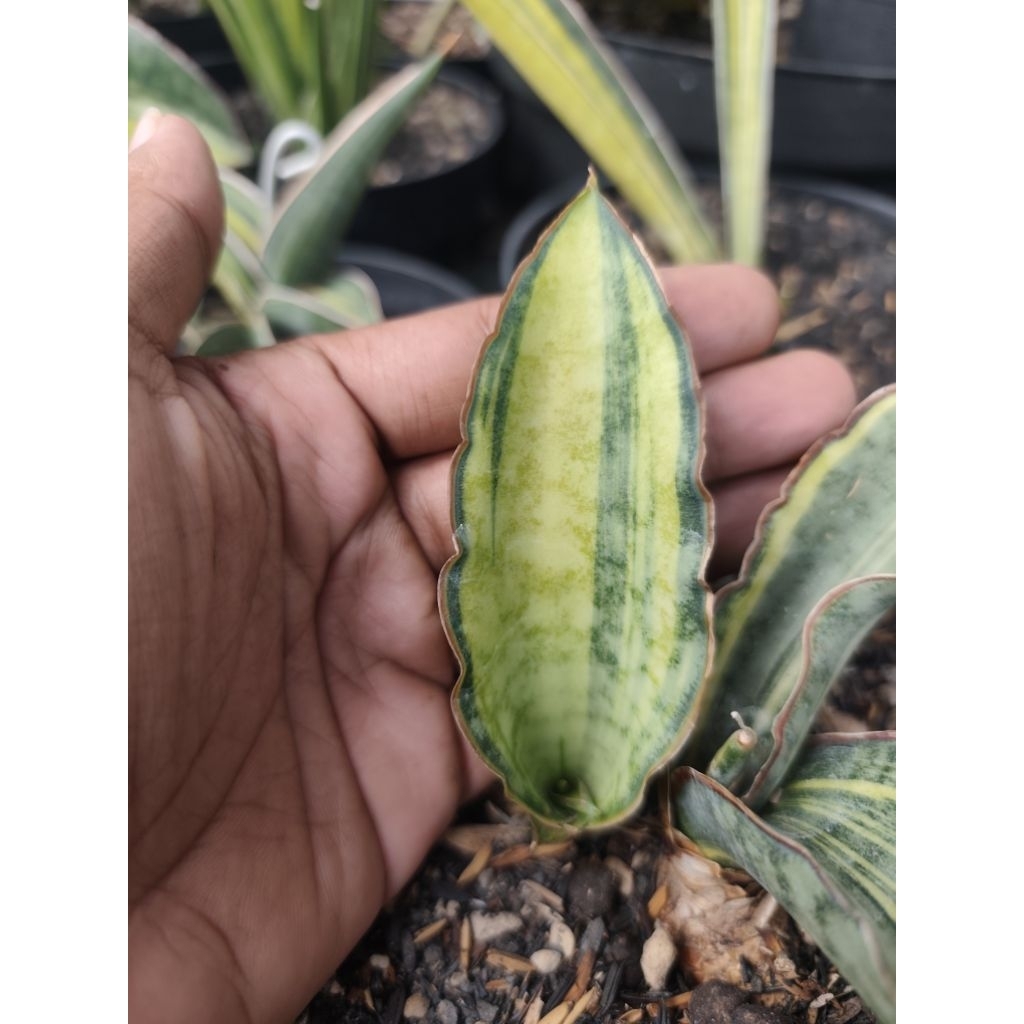 Sansevieria Dragon Jade Varigata