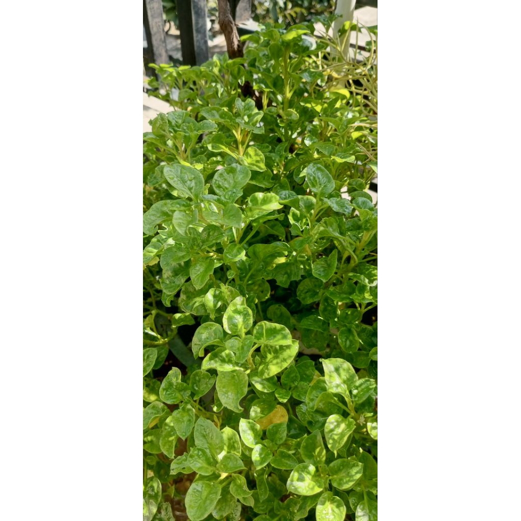 Bayam Brazil Hidup Segar | Tanaman Sayur Mudah Ditanam