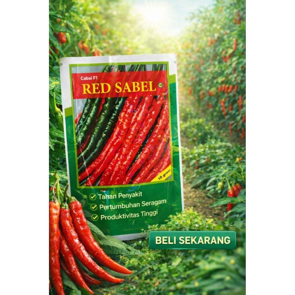 Benih bibit cabe keriting red sabel ukuran 10 gram