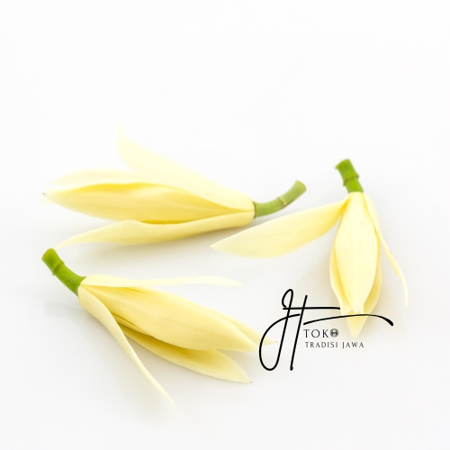 Bunga Kantil Segar Asli | Gading Kuning Putih Fresh Wangi untuk Tradisi