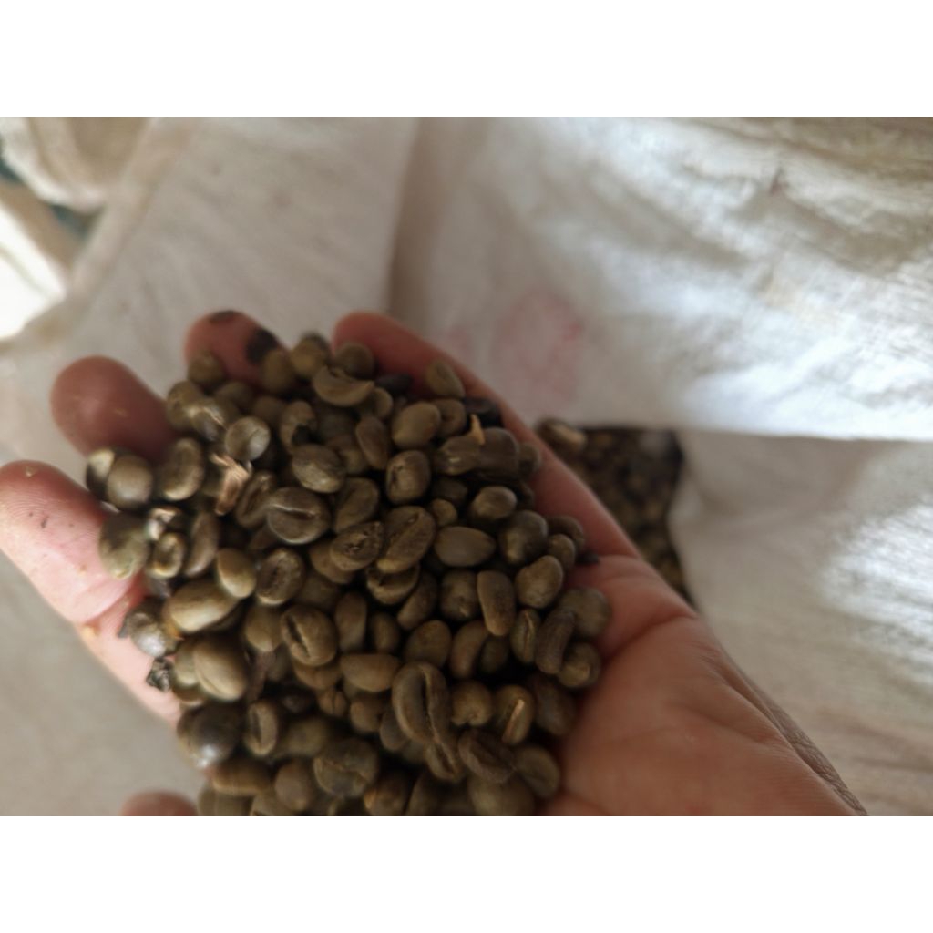 Greenbean ROBUSTA asalan grade 2