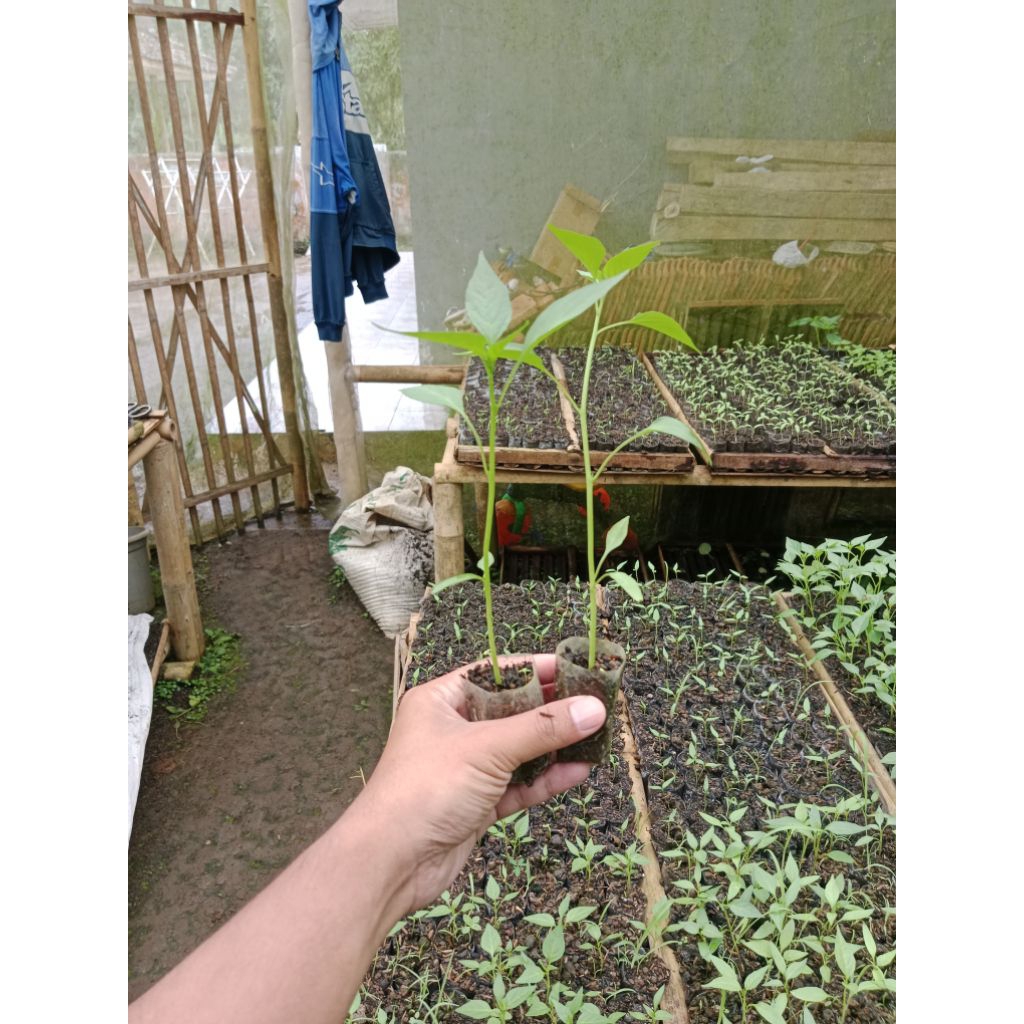 (10 POHON) BIBIT TANAMAN CABAI MERAH BESAR SIAP TANAM - BIBIT CABE MERAH BESAR SIAP TANAM - BIBIT CA