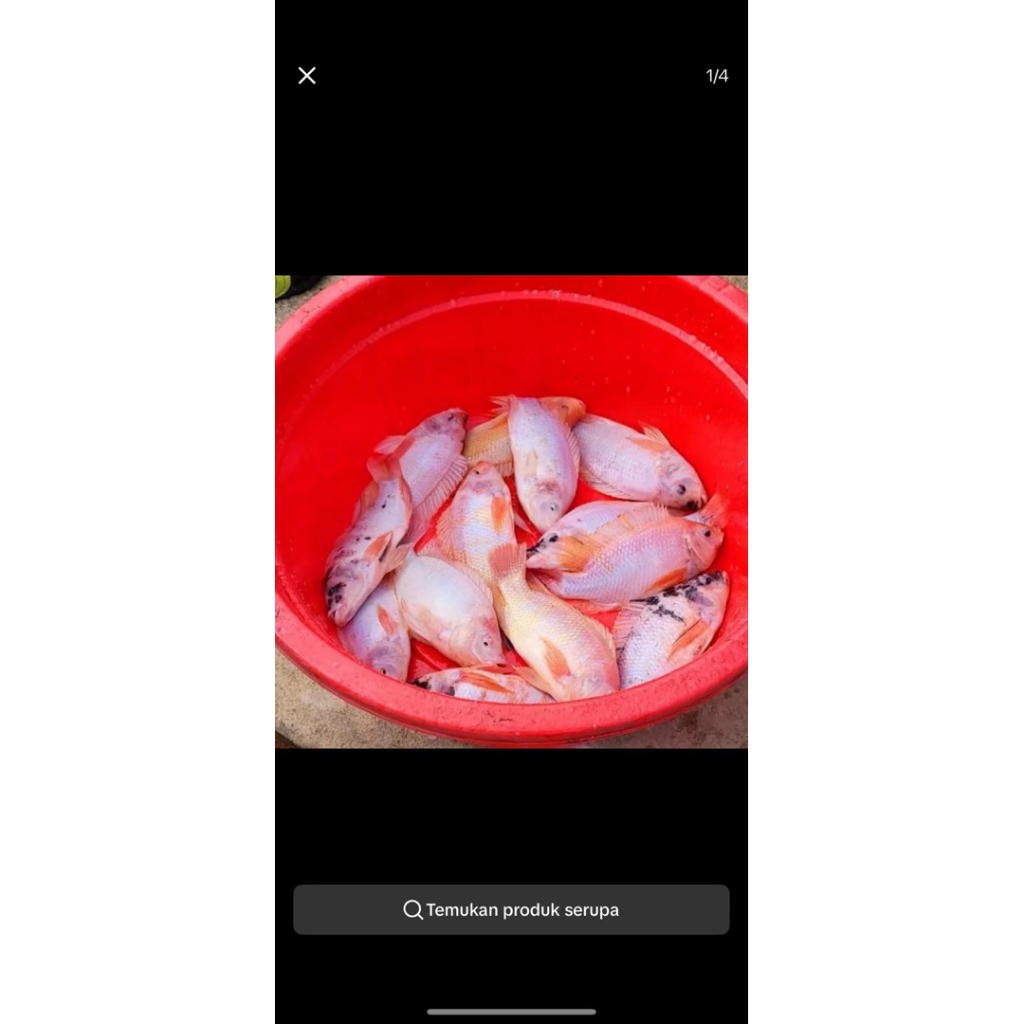 ikan nila merah konsumsi 500 gram - 1kg (hidup)