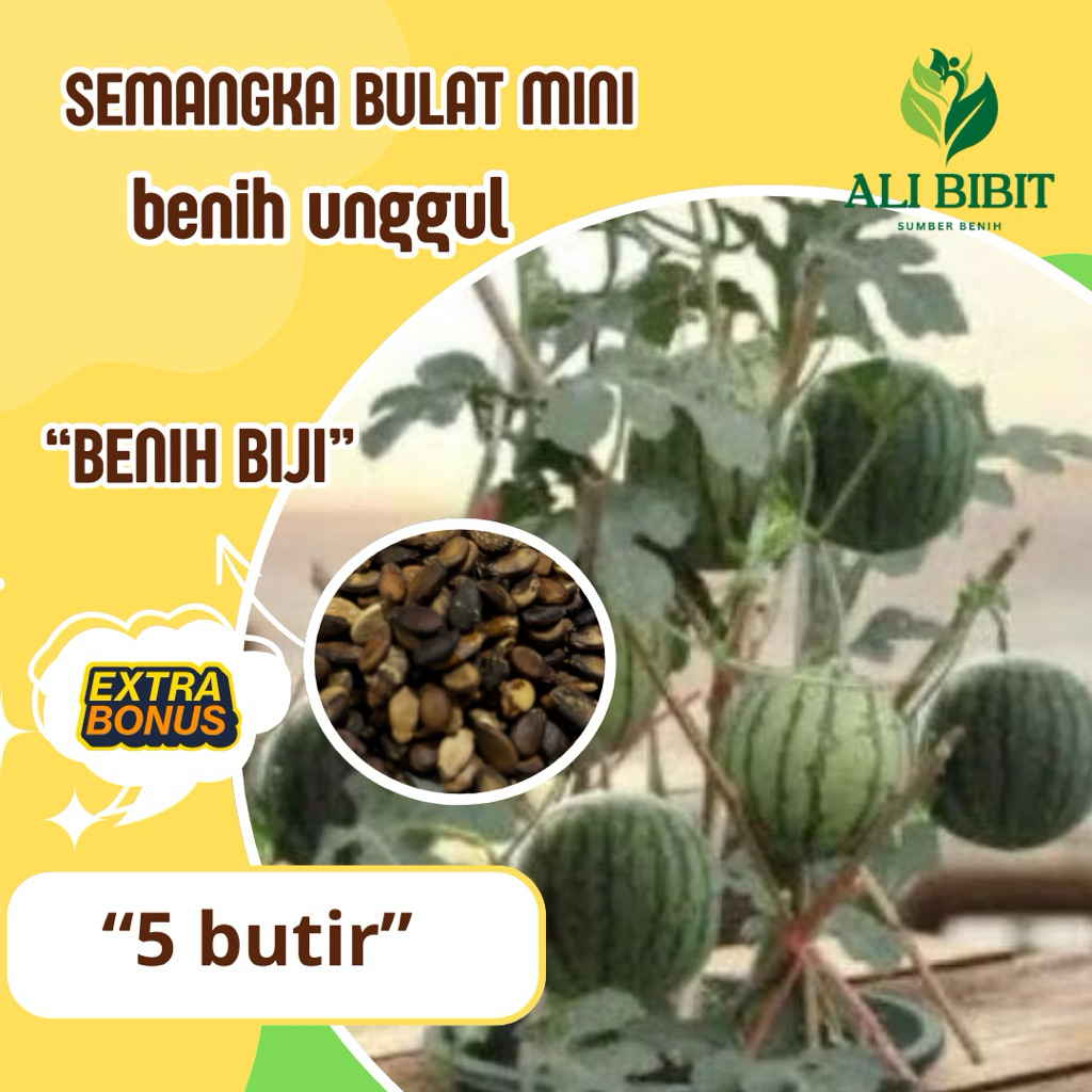 10 Butir > Benih Biji Semangka Bulat mini Merah> Bibit Semangka Bulat Mini >Bonus Benih