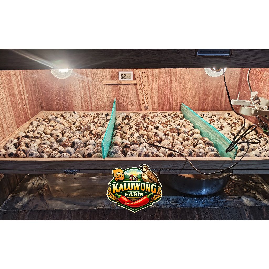 Telur Puyuh Fertil ditetaskan murah