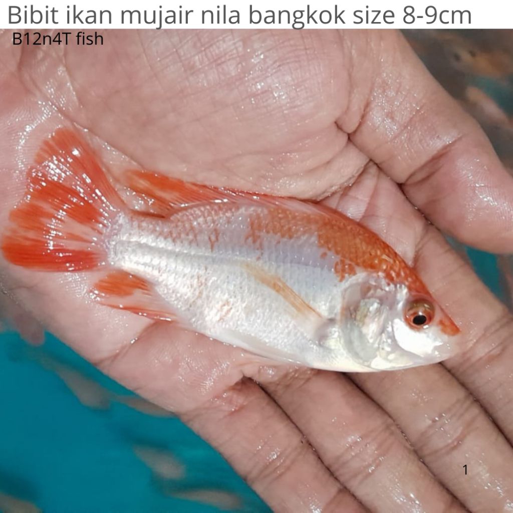 Bibit Ikan Nila Bangkok 8-9cm | Sehat & Aktif |paket 100+ bonus 10 |  Siap Tebar