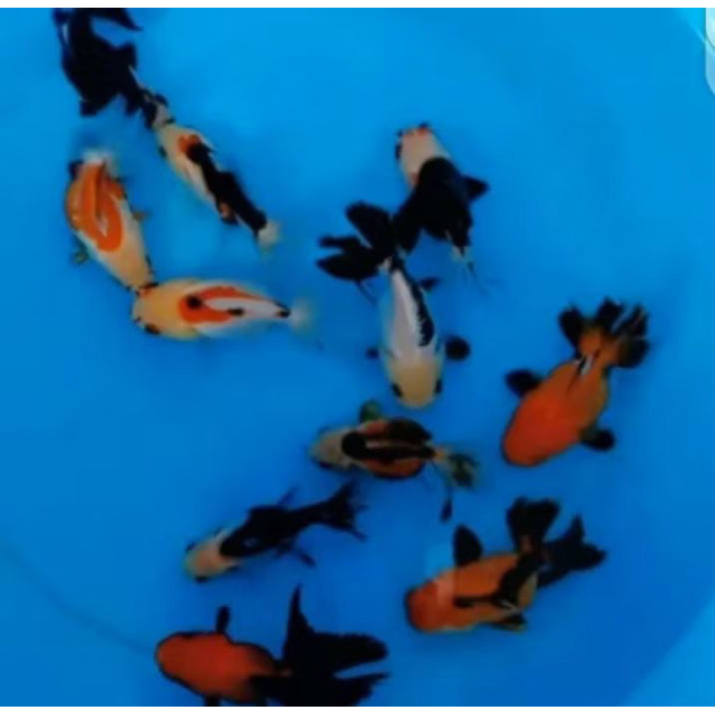ORANDA CAMPUR PAKET 7 EKOR GRADE A