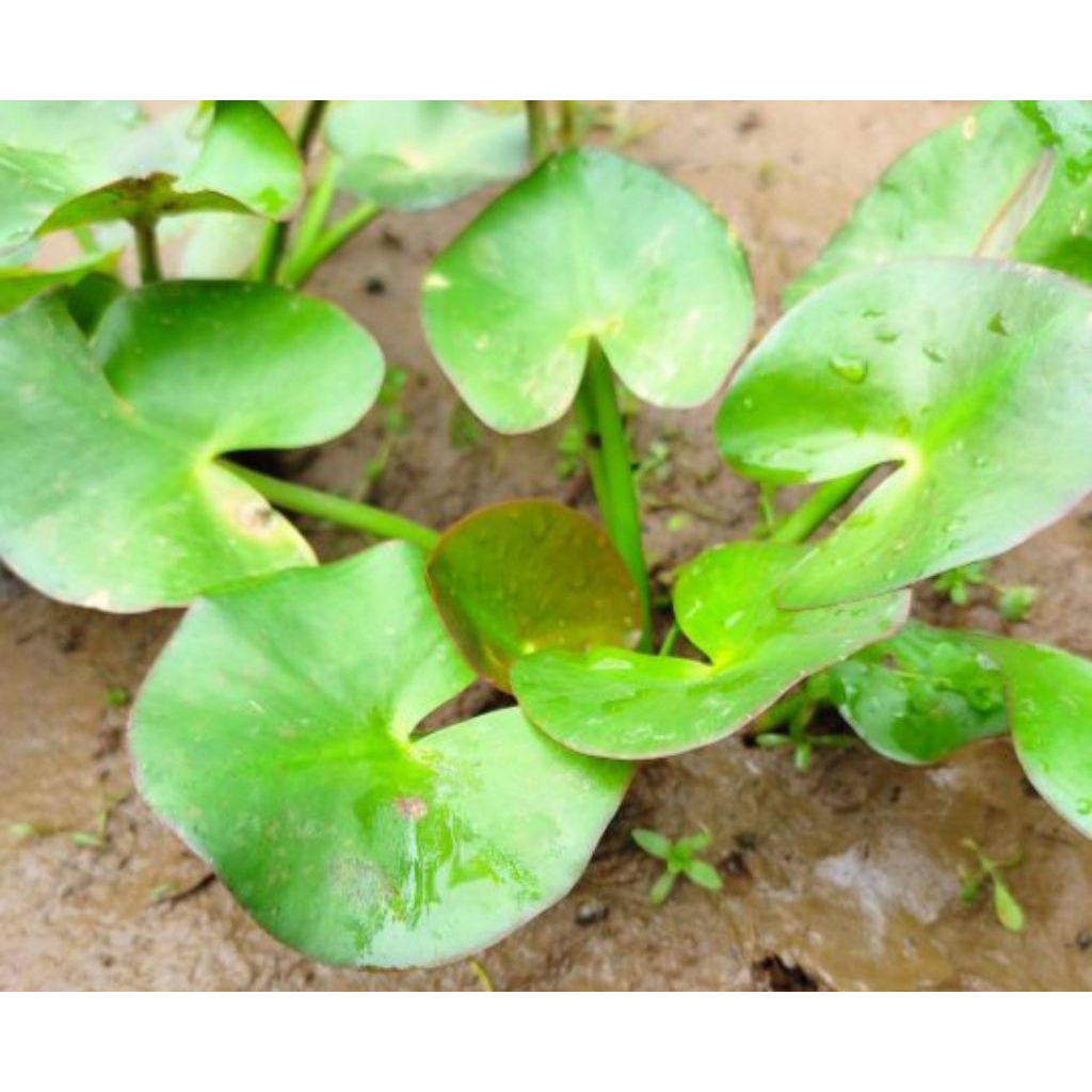 water lily tanaman aquascape per 1 rinzom