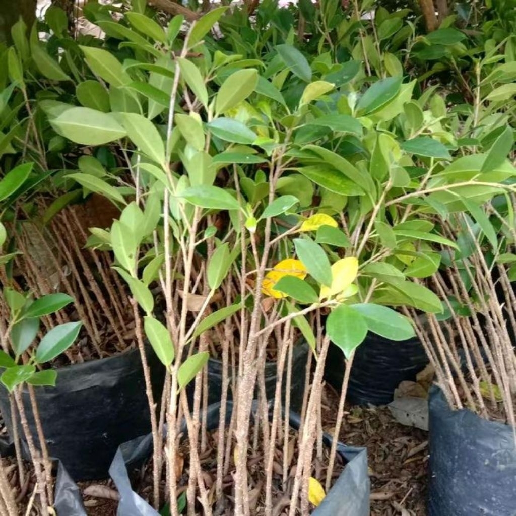 Bahan Bonsai Kimeng / Stek Berakar