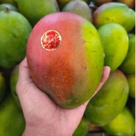 buah mangga irwin super fresh mangga irwin 1kg