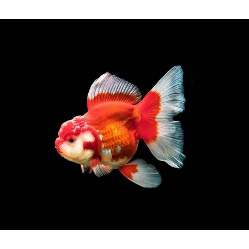 ikan hias koki oranda merah putih paket 25ekor 6-9cm