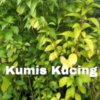 Bibit kumis kucing siap tanam ungu & putih
