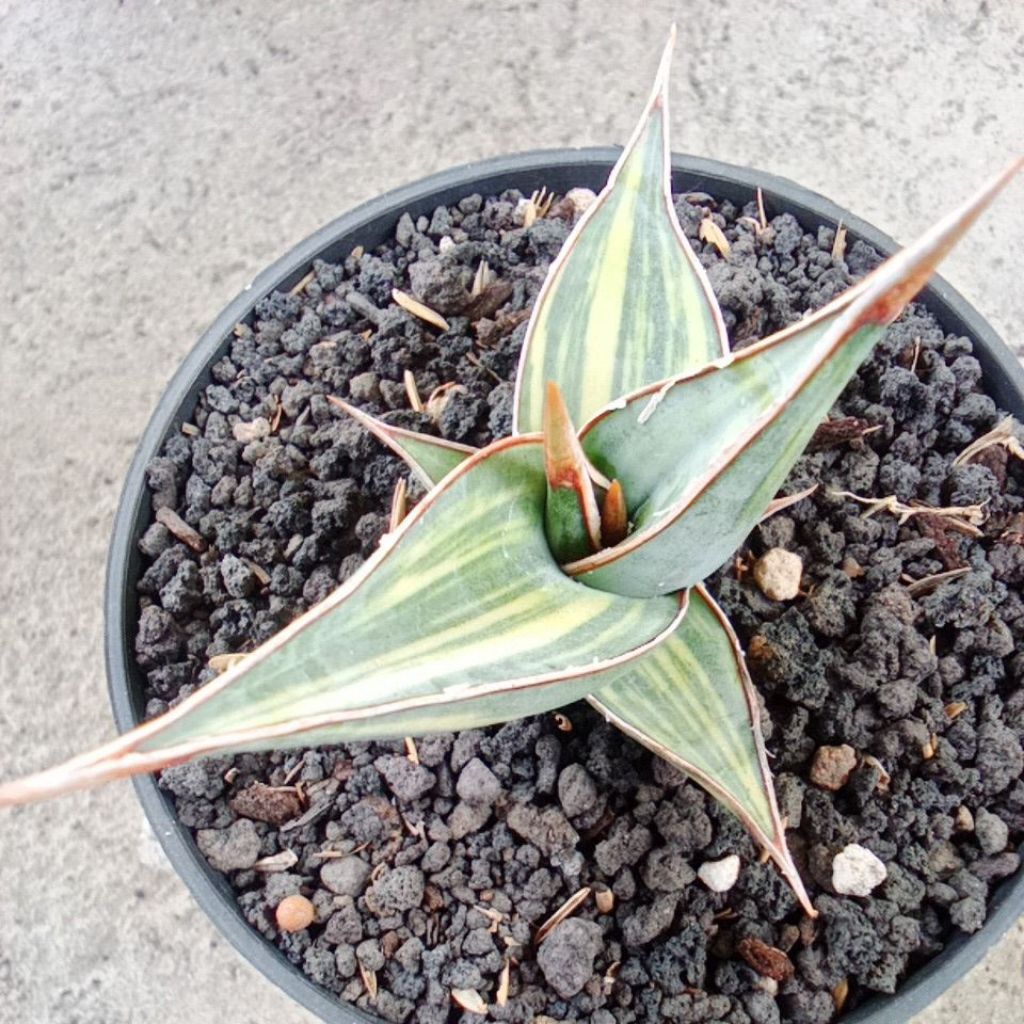 Sanseviera Pinguiculata varigata